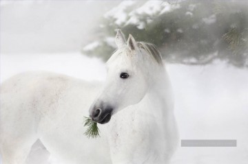 Cheval œuvres - verticale du cheval blanc sur les pins et la neige